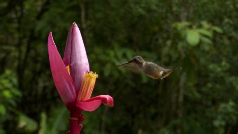 magenta throated woodstar  costa rica graham boulnois