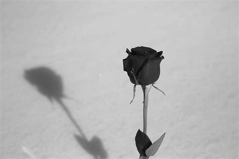 shadow   rose photograph   sproul