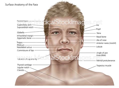 surface anatomy   face  skin medical stock images company