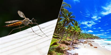 How Long Is Zika Contagious The Cdc S New Zika Travel Guideline Is A