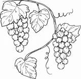 Grapevine Supercoloring sketch template