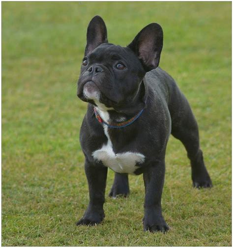 pedigree dogs exposed  blog arnie  frenchie perfect