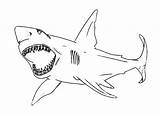 Shark Coloring Jaws Pages Draw Color Great Printable Sketch Scarey Movie Template Searches Recent sketch template