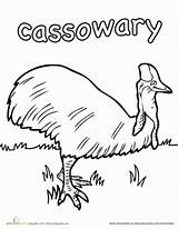 Cassowary Coloring 94kb 389px sketch template