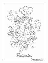 Petunia sketch template