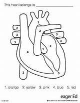 Heart Color Number Anatomical Human Coloring Anatomy Pages Worksheets Preschool Numbers Body Diagram Printable Printables Activities Kids Valentine Valentines Organs sketch template