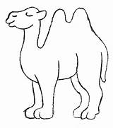 Camel Animals Coloring sketch template