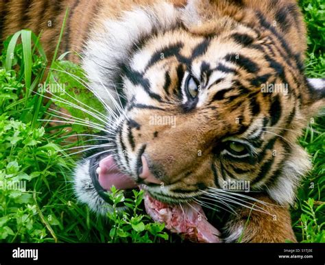 tiger feeding stock photo alamy