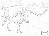 Coloring Longhorn Pages Texas Realistic Longhorns Drawing Bull Cow Bucking Angus Sheet Printable Animal Color Colouring Supercoloring Adult Print Kids sketch template