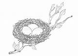 Nest Bird Drawing Outline Coloring Tree Background Vector Eggs Clipart Dreamstime Illustrations Branch Family House Vectors sketch template