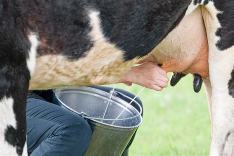 Milking Dairy Cows