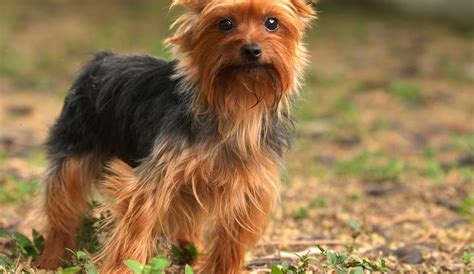 small dog breeds    cutest creatures   planet