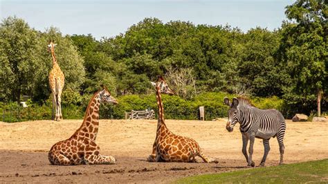 weekend  een attractie  dierenpark berkel enschot met toegang tot safaripark beekse bergen
