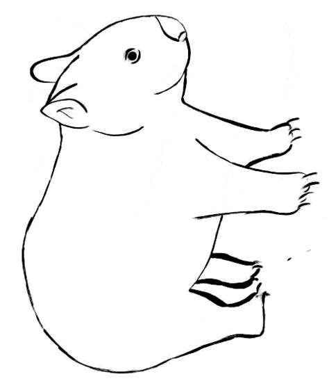 wombat coloring page animals town animals color sheet wombat