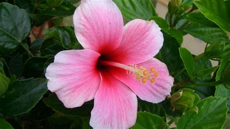 hibiscus flowers wallpaper