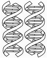 Dna Coloring Printable Kids Double Pages Worksheet Helix Structure Drawing Color Sheet Clipart Worksheets Molecule Replication Science Adn Biology Book sketch template