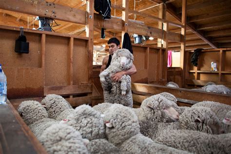 declining wool demand forces scramble  adapt   zealand farms