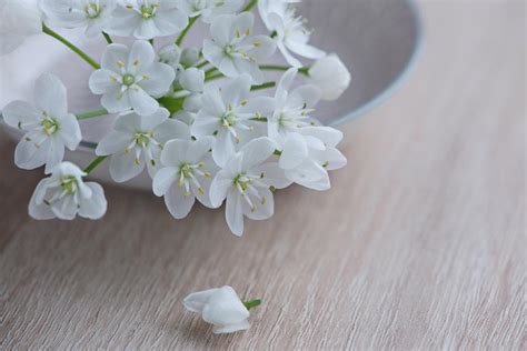 images flower flowers white white