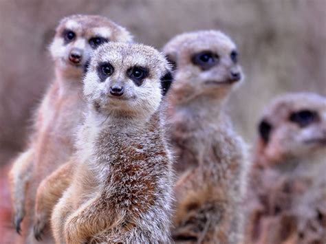 meerkats revealed   murderous mammal   science
