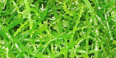 seaweed prices   philippines hike  high demand intrafish
