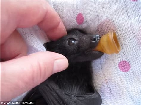 Bat Enthusiasts Mourn Passing Of Orphaned Infant Flying Fox Who