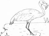 Flamingo Coloring Pages Birthday Printable Popular Adventure Nature sketch template