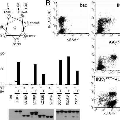 model  ikk activation shown  ikk complexes   kinase  scientific