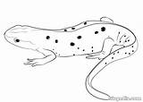 Anfibios Vertebrados Salamandra Biopedia Reptiles Colorea Paso sketch template