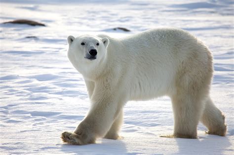 polar bear amazing animal informative facts wildlife  world