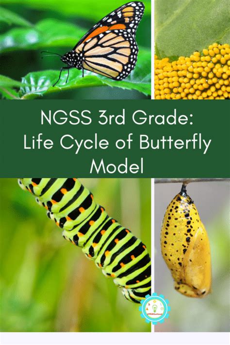 butterfly life cycle science project