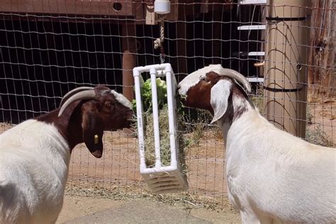 goat enrichment reid park zoo