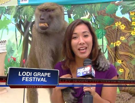 baboon gropes shocked tv reporter s breast during live shot before