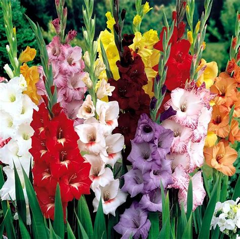 colorful gladiolus flowers   garden