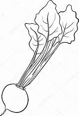 Kolorowanka Beet Colorir Beterraba Vegetais Cartoon Desenhos Vegetable Livro Burak Warzyw Buraki Kreskowki Leaves Vetorial Izakowski Pictograph Fototapeta Wymiar sketch template