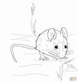 Coloring Pages Mouse Mice Wood Cute Harvest Drawing Easy Outline Color Drawings Printable sketch template