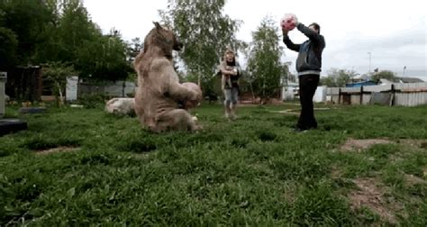 russian couple adopted an orphaned bear as a cub 23 years later they