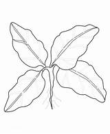 Coloring Spinach Pages Template Vegetable sketch template