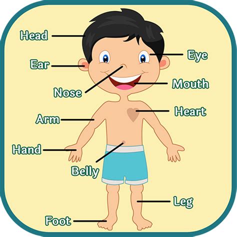 human body parts learning  kids preschool games br images