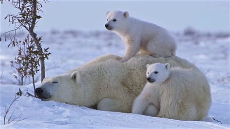 polar bear mom snuggles   cubs   arctic snow  manitoba