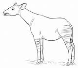 Okapi Coloring Draw Pages Easy Drawing Colouring Printable Step Categories sketch template
