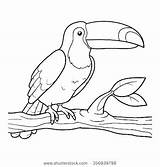 Coloring Pages Toucan Printable Choose Board Bird sketch template