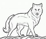 Wolf Coloring Pages Printable Kids Online Wolves sketch template