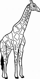 Giraffe Tall Coloring Pages Colouring Big Giraffes Choose Board sketch template