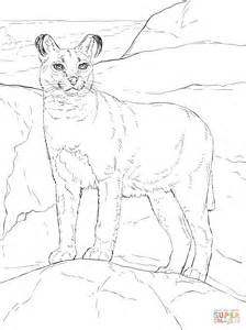 caracal coloring pages coloring pages