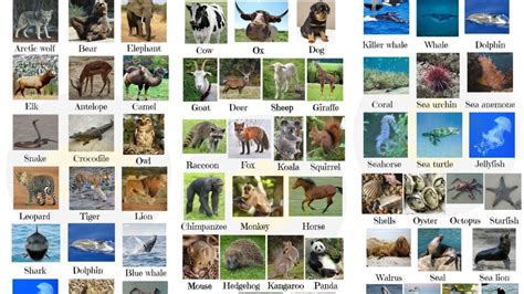 list  animals  kids google search animals   english