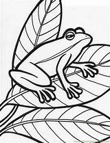 Frog Coloring Pages Printable Kids Amphibian Print Tree Green Snake 2b18 Book Sideways Popular Coloringhome Library Clipart Coloringpages101 Tattoodaze Bestcoloringpagesforkids sketch template