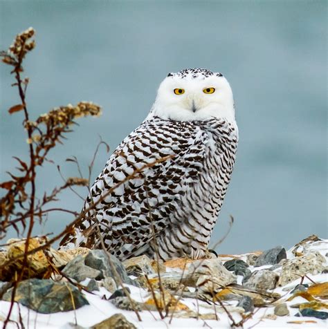 ways  safely observe  snowy owl rhode island monthly