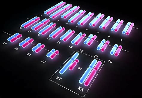 how chromosomes determine sex