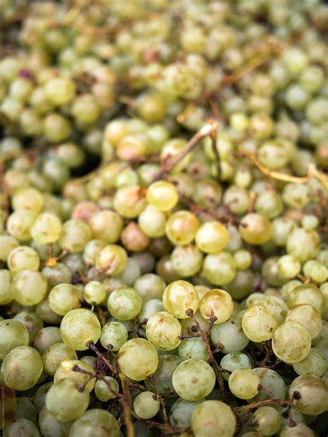freshly harvested wine grapes del colaborador de stocksy pixel