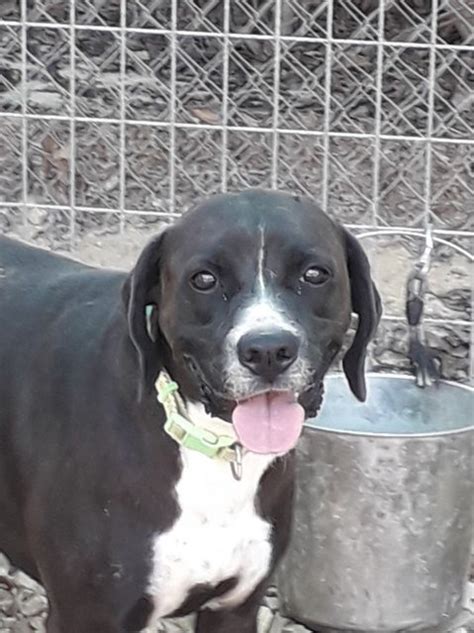 mary 4 year old female pointer cross available for adoption